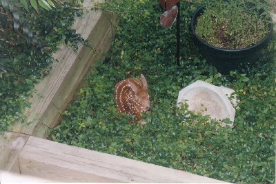 Sleeping Fawn.jpg